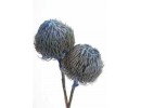Banksia Baxterii  (no leaves)